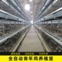 养殖养鸡场定制自动雏鸡笼