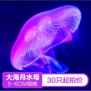 ���lˮĸˮĸ����ˮĸ�^�p�����^�pֻ�[�ؔ�ˮĸС���´����