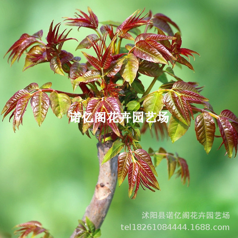 正宗红油香椿苗盆栽地栽大棚香椿树苗南方北方四季种植食用香椿芽