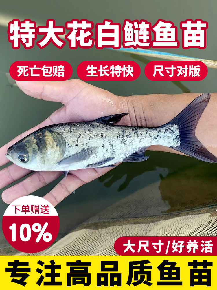 花白鲢鱼苗淡水好养殖食用鲢鳙鱼苗胖头鱼鳊鱼四大家鱼雄鱼大头鱼