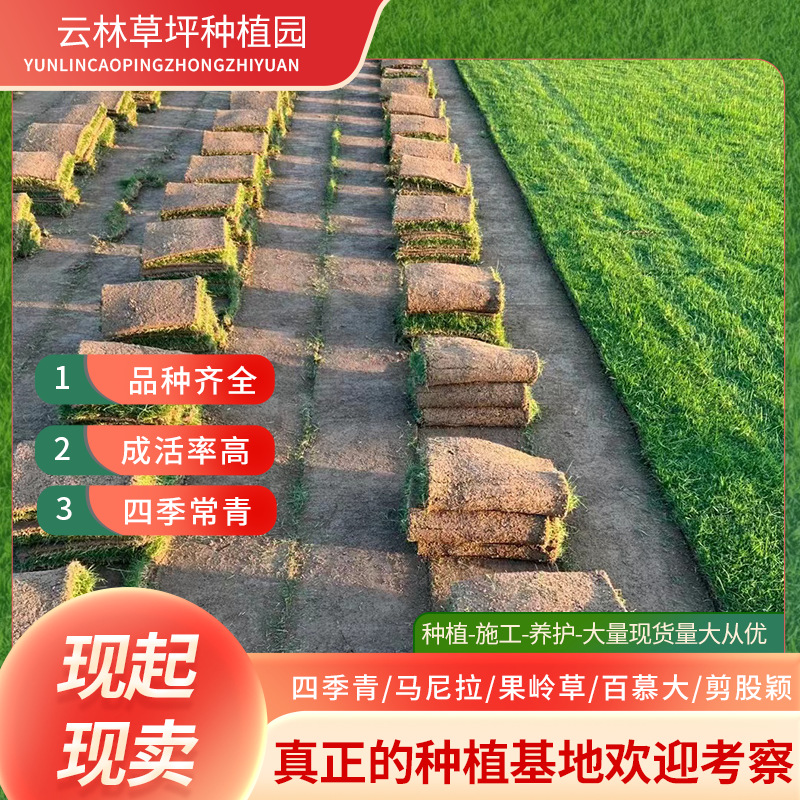 草皮真草带泥草坪带土真草皮庭院别墅高尔夫带土马尼拉草皮