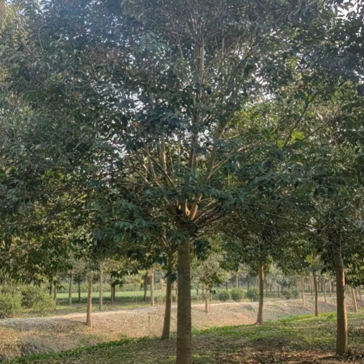 Пересаженные листопадные деревья, высококачественные листопадные деревья, ландшафтные деревья, садовые питомнические деревья для зеленения.