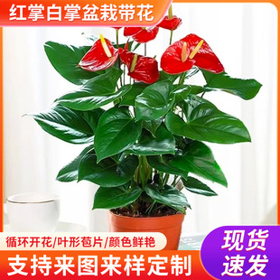 �t�ư������Ԏ���һ���L혻���ֲ���҃ȿ͏d��������՚�ˮ��Gֲ