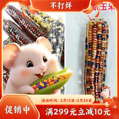 宠物迷你小玉米棒仓鼠磨牙玉米金丝熊兔子龙猫花枝鼠磨牙零食玩具|ms