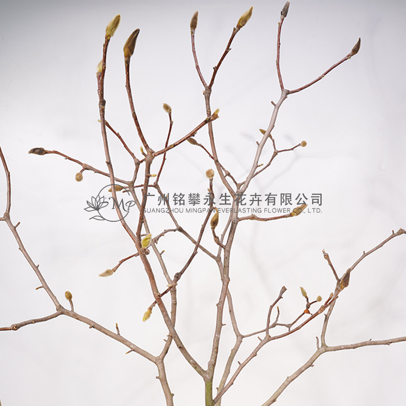 [Magnolia Branches] True Flowers Dried Flowers Begonia Branches and Branches Decorative Materials between Model Branches and Dead Branches Flower-arranging Materials