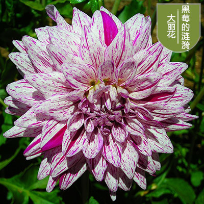 花のダリアの花はボールを植えます。|undefined