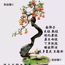 �������辰�Ϙ� ���Ә䘶�����옶 �ļ�����ԭ�莧���l؛��̫��