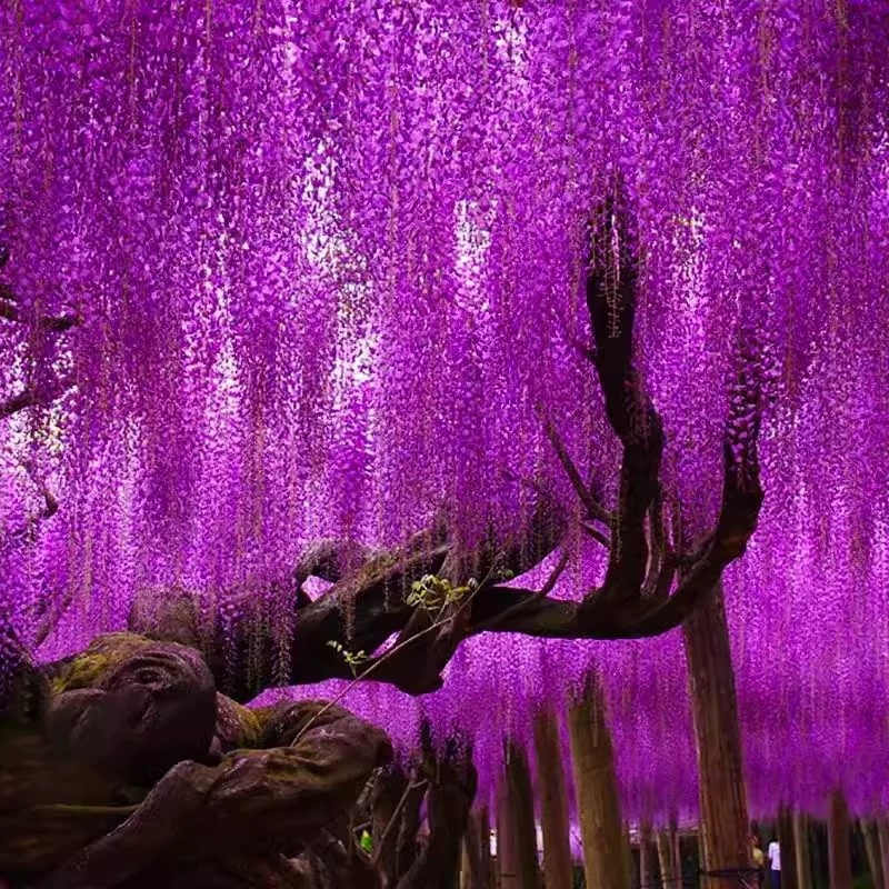 Семена глицинии, комнатные и уличные горшечные растения, цветущие летом, посадка во дворе в любое время года, вьющиеся лозы, морозостойкие растения, глициния.