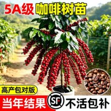 ���Ș��箔��Y���_��˹���{ɽ���ȶ��������Կ���ķ�������Nֲ