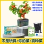 根系科学盆栽生长套装