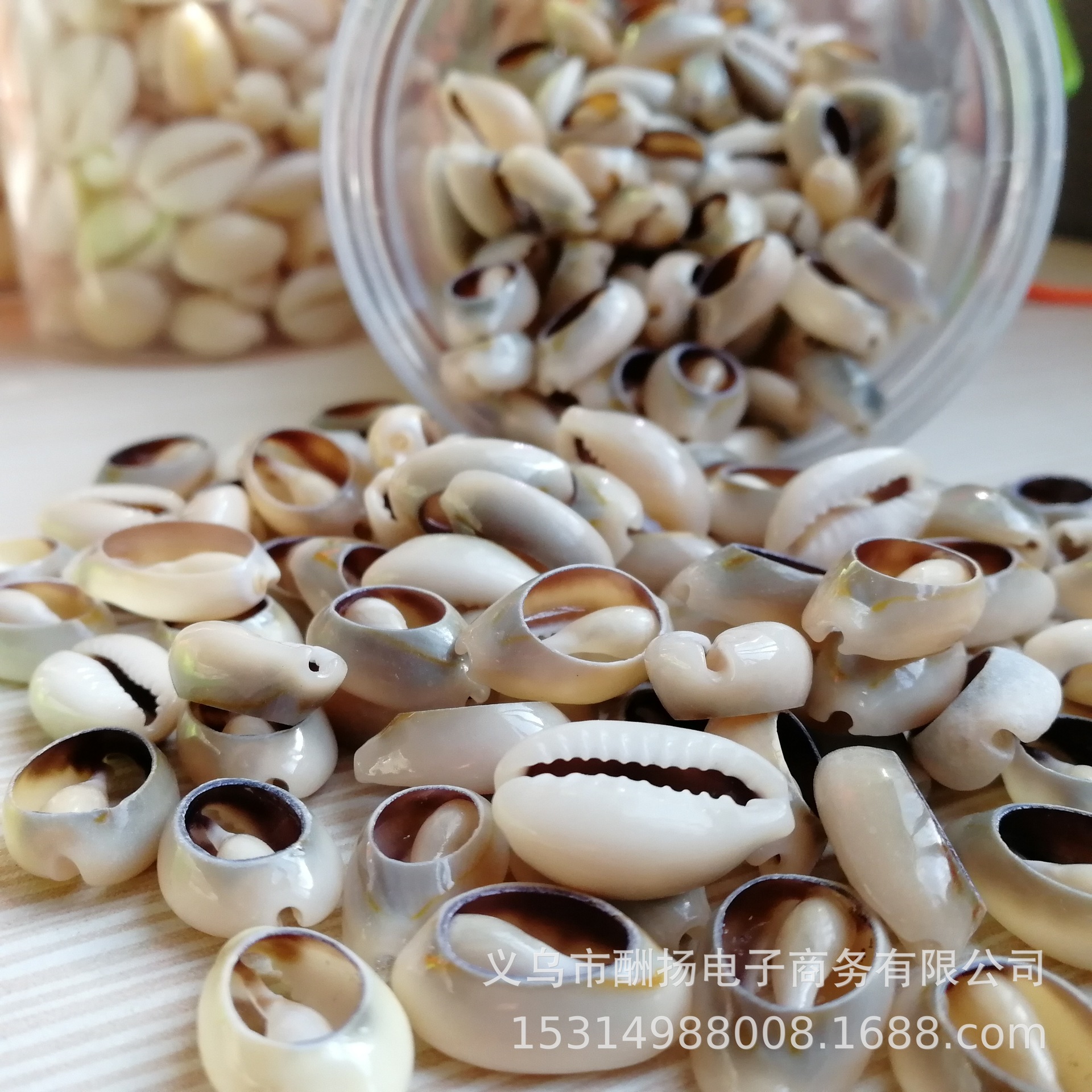 金边贝壳海螺白币切片DIY手链项草编服装饰品材料 量大联系