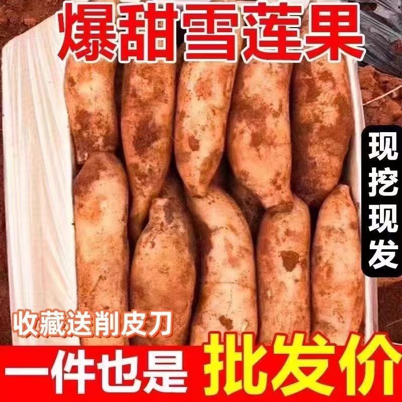 Yunnan Tianshan snow lotus fruit freshly dug seasonal fruit whole box free shipping wholesale 10-1 jin fresh direct delivery