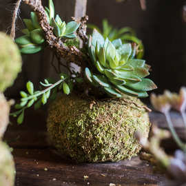 育苗透气微景观球器干包苔藓装饰摆件创意花盆个性苔藓多肉花天然