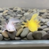 [8-10 cm] White Dragon + Yellow Dragon Free Fish Lebao + Tweezers + Feed