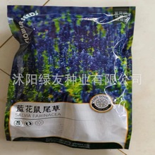 厂家批发彩装种子原装花籽兰花鼠尾草种子花种子组合开花景观花海
