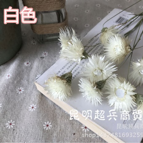 Flor seca Loto de nieve seca Lotus de nieve mini ramo con flor hogar arreglo de flores combinación flor seca