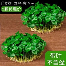 好养水培铜钱草盆栽室内小绿植花卉金钱草客厅易养活绿植花草植物