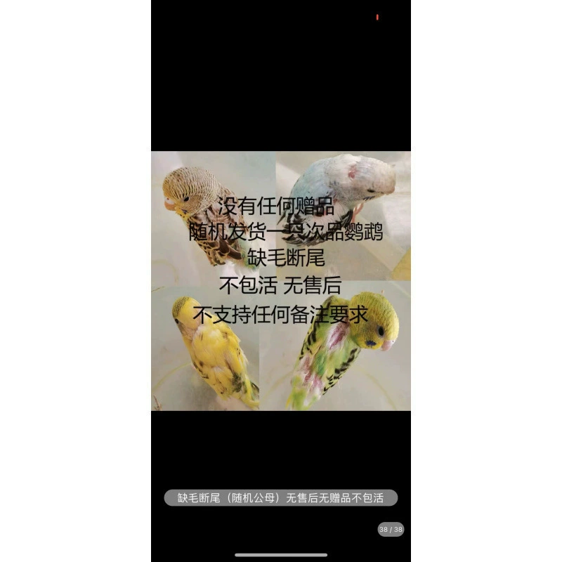 Живые птицы Breakgrass, маленькие и средние говорящие домашние птицы, живые животные, руки-возвышающие чёрная феникс молодые птицы, маленькие птицы, живые