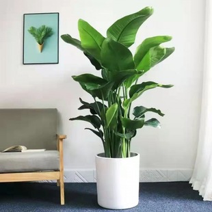 Bird of Paradise Flower Potted Strelitzia Reginae Large Green Plant Office Living Room Formaldehyde-Absorbing Scandinavian Real Flower Popular Indoor