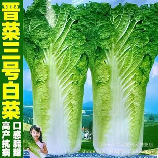 ���ڕx����̖��ײ˷N������߮a��ײ˷N�ݴ������ļ��߲˷N��