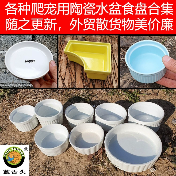 Рептилия змея питьевая вода пузырьковый бассейн синий Змеиный сцинк пищевой бассейн грива Лев ящерица охранник дворец ячмень ошибка хлебный червь ползающий питомец