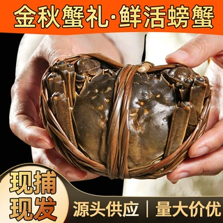 江苏本地螃蟹鲜活批发价优 母2.5两 10只装  企业集采 可开增票