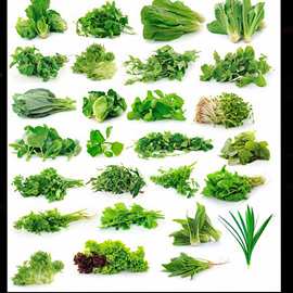 30493青菜白菜新鲜绿色蔬菜白菜土豆玉米青菜图片画册海报