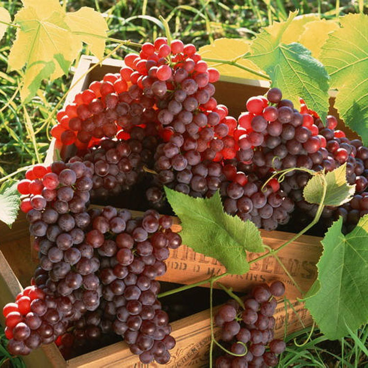 葡萄香精，木瓜香精，猕猴桃香精，日化用香精