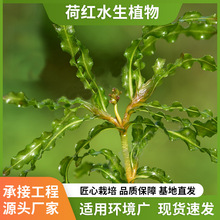 菹草 沉水植物 四季常绿苦草 水培植物 金鱼藻 狐尾藻 马来眼子菜