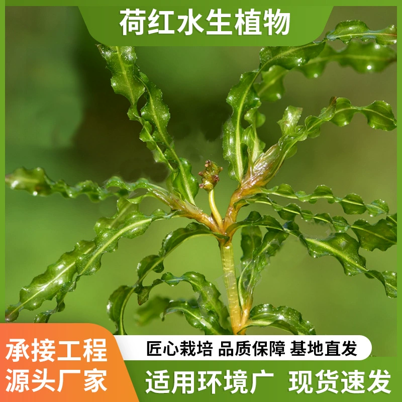 Hydrocotyle asiatica, погружное растение, вечнозеленое в любое время года, Hydrocotyle asiatica, водное растение, Hydrilla, лисьи водоросли, малайзийские глазные водоросли