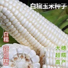 白甜糯玉米种子矮杆大棒玉米种子大田高产超甜杂交春秋季蔬菜种子