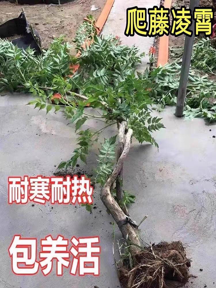 耐寒凌霄花苗爬藤植物四季好养花卉绿植盆栽庭院阳台炮仗花大苗