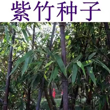 散装大型毛竹种子紫竹种子新采毛竹种子青竹金镶玉竹子苗木