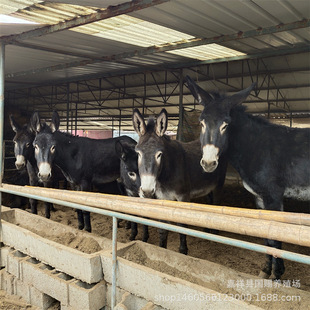 ���������H ���H�� ɽ�|���H�r�� ���H�Bֳ ë�H�H�̳���