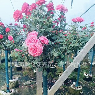 ���¼�������ǘ��¼�ͥԺ�����̨����õ�廨����¼������
