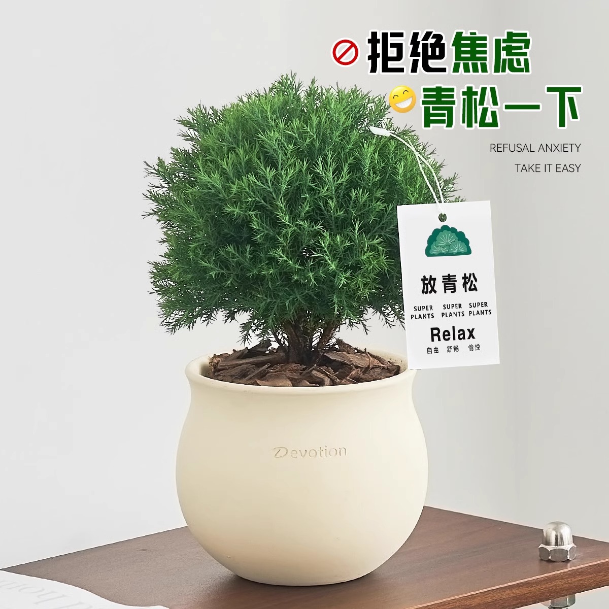 Pequeño bonsai verde en la sala de estar de escritorio de la oficina, hoja perenne en todas las estaciones, buena alimentación emocional estable