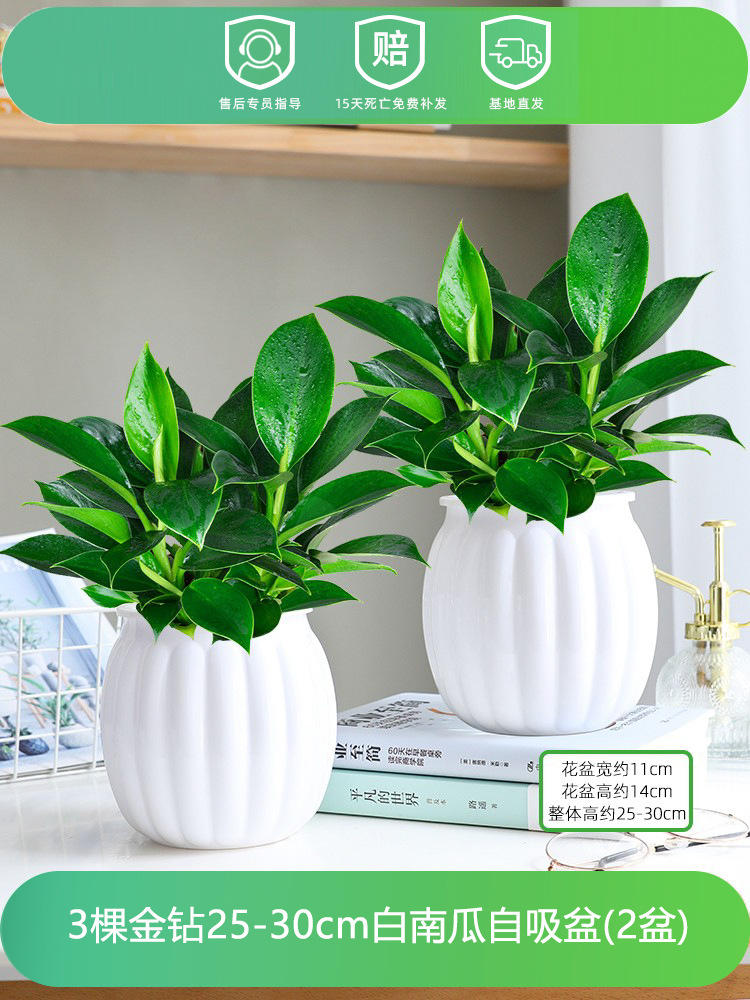 [화분 2개 특가] 25-30CM 황금 다이아몬드 3개 + 흰 호박 + 영양액