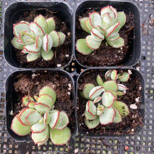 Chocolate Line Small Group Multi-Head 6.5cm Pot Real Shot Succulent Plant