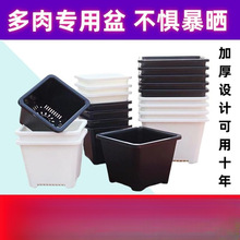 黑色多肉花盆景天小方盆单头老桩景天盆多肉小方盆塑料小黑方加厚