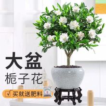 四季小叶栀子花独杆雀舌栀子花树苗大叶牡丹浓香型带花苞花卉威东