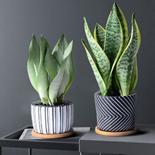 ��Ƥ�m�����҃ȷ�ݗ��Gֲ�����k��������ȩֲ�ﻢβ�m�͏d���B��