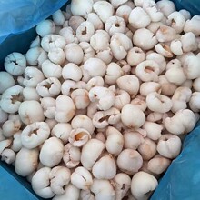 ��֦�r�������֦�����rˮ���ك���֦��֭ˮ���� ������֦