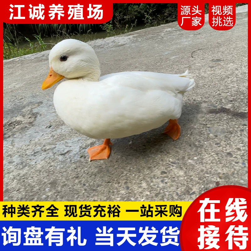 Живая утёнка, чистокровная, известная в интернете, домашнее животное Колби, живая утка, маленькая жёлтая утка, декоративная утка для пейзажей.