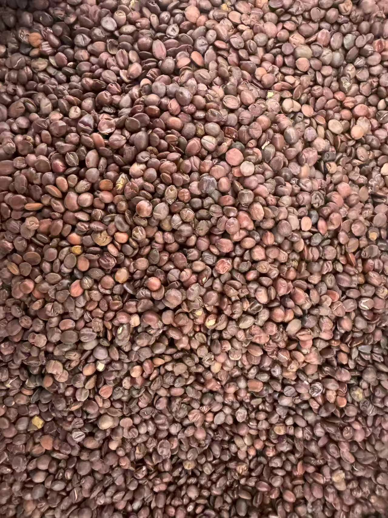 Dried Sour Jujube Seeds Suan Zao Ren Bulk 1000g Food Grade Herbal Ingredient in use