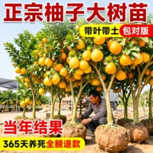 ���Ә����ĵ����ϱ����Nֲ�ļ����B�t������ͥԺ���Ե��Թ������