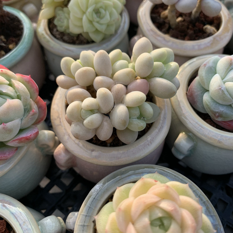 小さな多肉植物、超かわいい、貴重で希少な親指鉢、ミニ鉢植え、鉢付き多肉植物鉢植え、小さな古い支柱|undefined