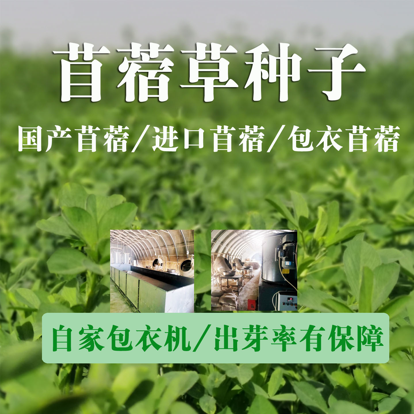 紫花苜蓿草种籽多年生牧草种子四季养殖喂羊牛鸡鸭鹅草鱼牧草种籽