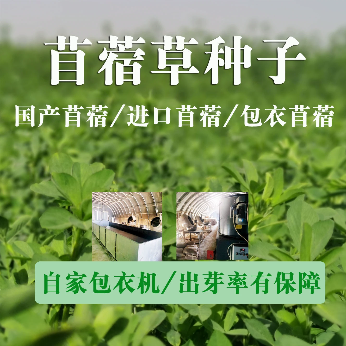 Семена люцерны многолетние кормовые семена для круглогодичного выращивания для кормления овец, крупного рогатого скота, кур, уток, гусей и рыб.