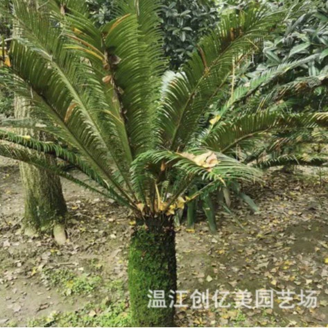 Растение ферн, используемое как декоративное растение для ландшафтного дизайна, в горшке, какад, высота 50-120cm см.