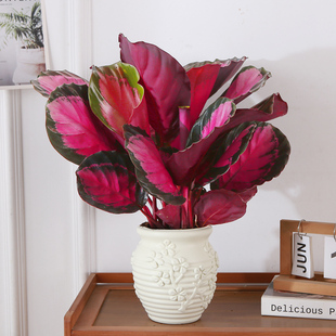 �tõ���������\Ů�����Բ��~�W�tֲ���ļ��Bֳ�҃����滨�ܾGֲ